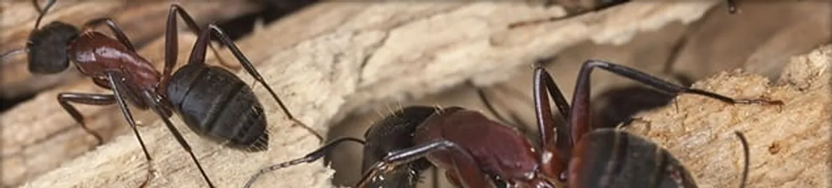 Close-up of ants on wood showing an active ant infestation in Lincoln, NE