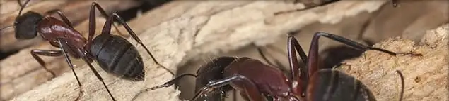 Close-up of ants on wood showing an active ant infestation in Lincoln, NE