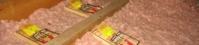Mouse traps placed in an attic for rodent control in Lincoln, NE