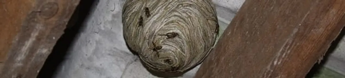 Wasp nest in an attic space, a common home infestation risk in Lincoln, NE