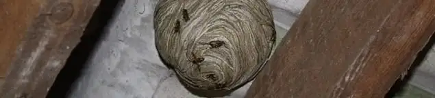 Wasp nest in an attic space, a common home infestation risk in Lincoln, NE