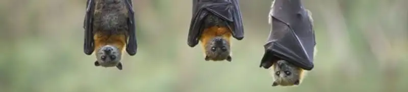Bats roosting together, a common sign of a bat infestation in Lincoln, NE