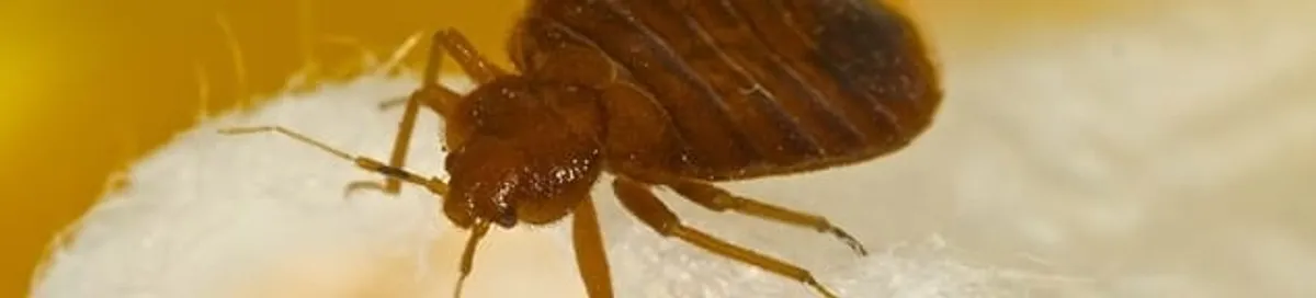 Close-up of a bed bug, a sign of an active infestation in Lincoln, NE