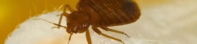 Close-up of a bed bug, a sign of an active infestation in Lincoln, NE
