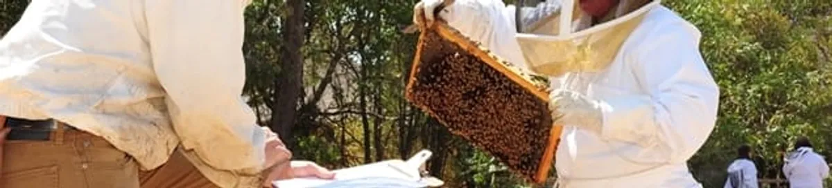Bee removal specialists relocating a hive and honeycomb safely in Lincoln, NE