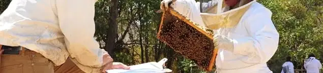 Bee removal specialists relocating a hive and honeycomb safely in Lincoln, NE