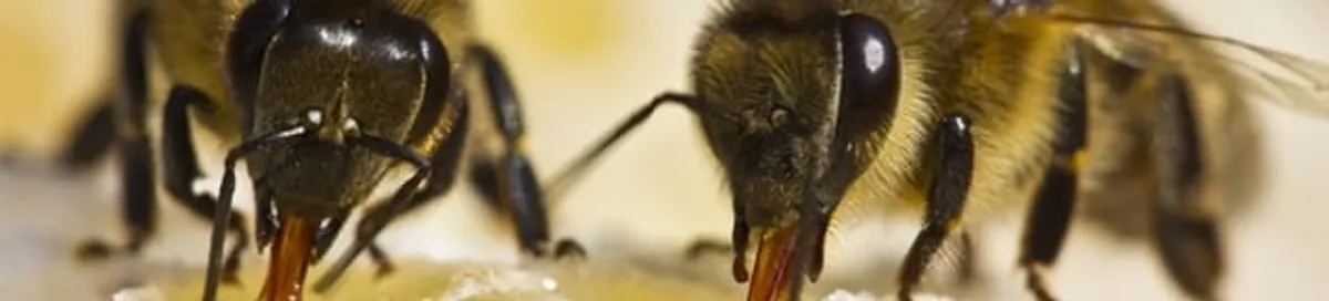 Close-up of honey bees, a sign of a nearby hive in Lincoln, NE