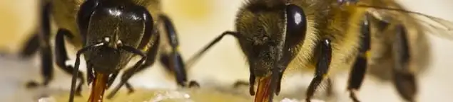 Close-up of honey bees, a sign of a nearby hive in Lincoln, NE
