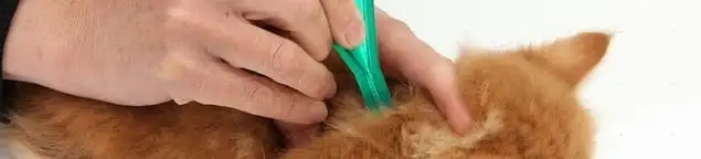 Flea treatment for pets using a flea comb, a sign of flea problems in Lincoln, NE