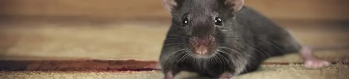 Mouse indoors, a common sign of a rodent infestation in Lincoln, NE