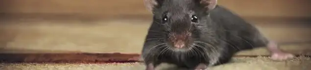 Mouse indoors, a common sign of a rodent infestation in Lincoln, NE