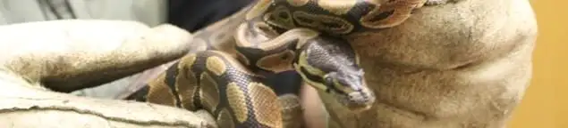 Snake removal specialist safely handling a snake with protective gloves in Lincoln, NE