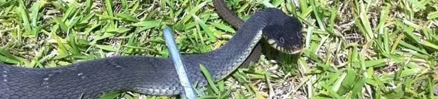 Snake in a yard, a common sign of a snake problem near a home in Lincoln, NE