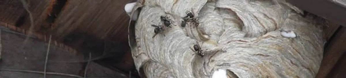 Close-up of a wasp nest with active wasps, a sign of an infestation in Lincoln, NE