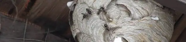 Close-up of a wasp nest with active wasps, a sign of an infestation in Lincoln, NE